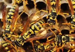 3 Natural and Effective Repellents Against Wasps. 