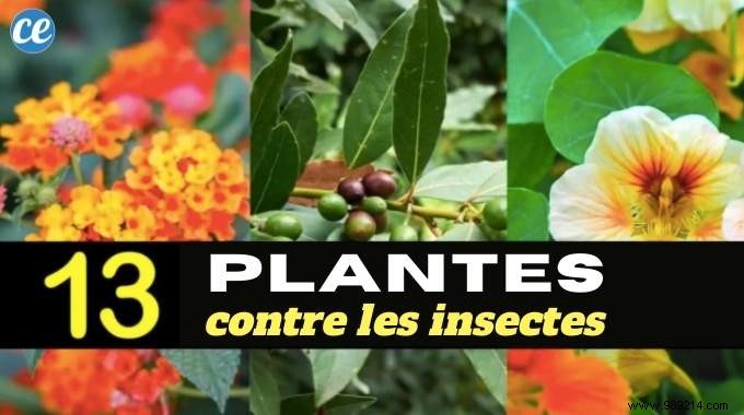 13 Magical Plants That Naturally Repel Insects. 