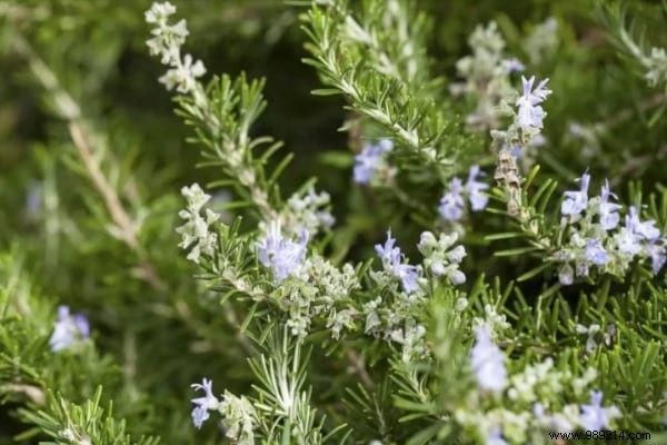 13 Magical Plants That Naturally Repel Insects. 