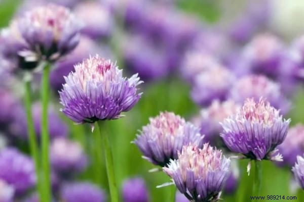 13 Magical Plants That Naturally Repel Insects. 