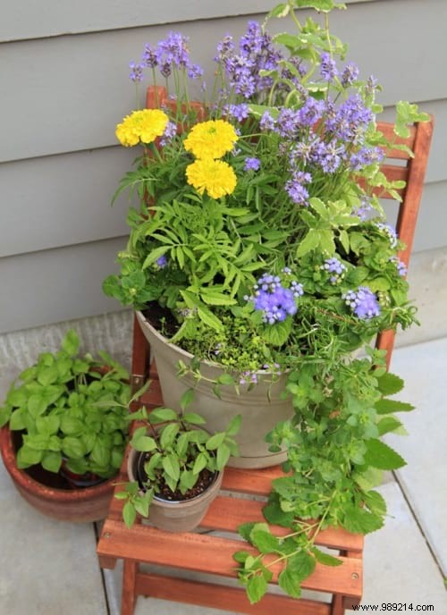 The Anti-MOSQUITO Flower Pot For The Terrace. 