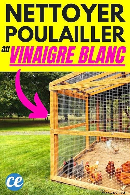 How to Clean the Chicken Coop With White Vinegar (Easy and Fast). 