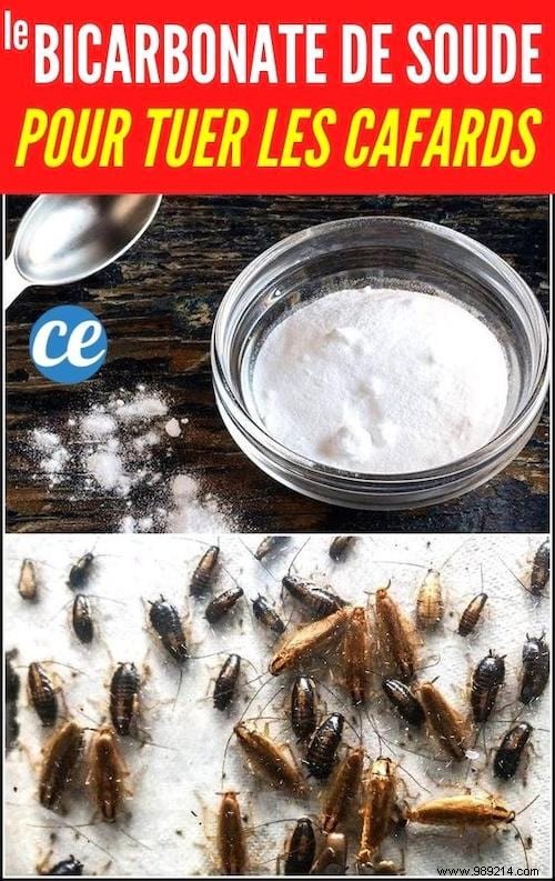 How To Kill Cockroaches With Baking Soda (Quick And Natural). 