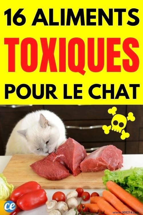 16 Toxic Foods You Should Never Feed Your Cat (Revealed By My Vet) 