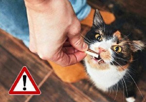 16 Toxic Foods You Should Never Feed Your Cat (Revealed By My Vet) 