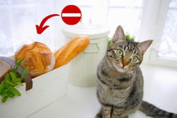 16 Toxic Foods You Should Never Feed Your Cat (Revealed By My Vet) 