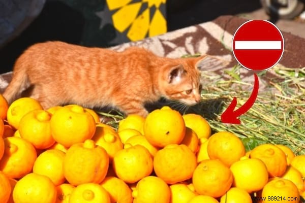 16 Toxic Foods You Should Never Feed Your Cat (Revealed By My Vet) 