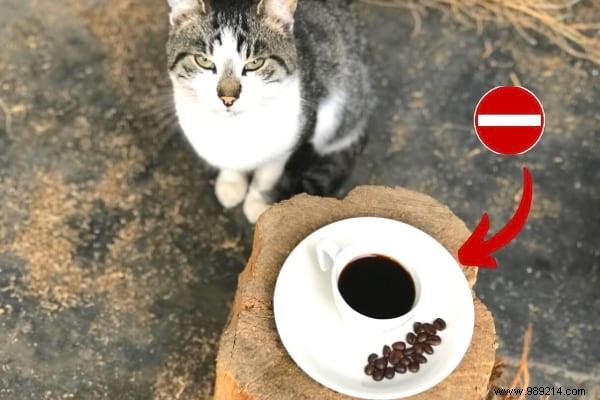 16 Toxic Foods You Should Never Feed Your Cat (Revealed By My Vet) 