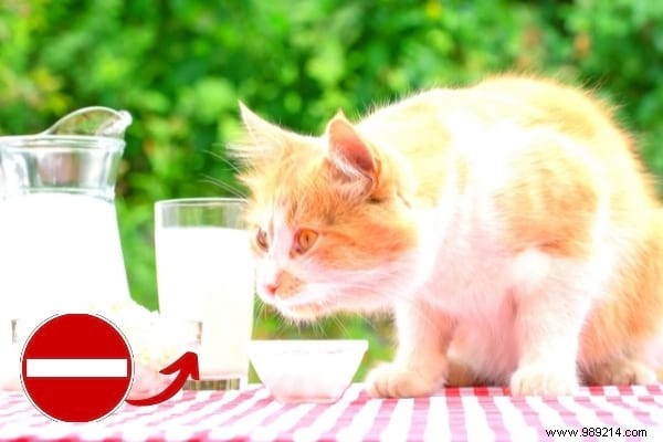 16 Toxic Foods You Should Never Feed Your Cat (Revealed By My Vet) 