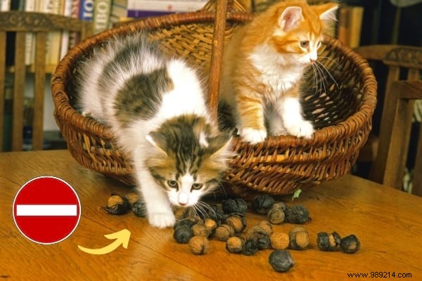 16 Toxic Foods You Should Never Feed Your Cat (Revealed By My Vet) 