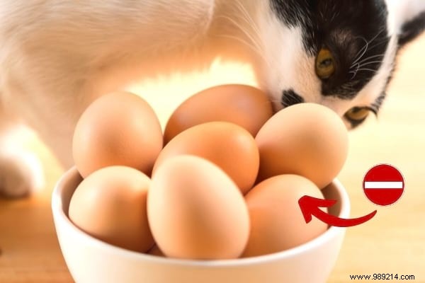 16 Toxic Foods You Should Never Feed Your Cat (Revealed By My Vet) 