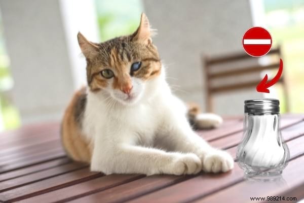 16 Toxic Foods You Should Never Feed Your Cat (Revealed By My Vet) 