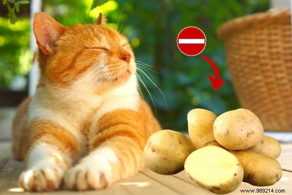 16 Toxic Foods You Should Never Feed Your Cat (Revealed By My Vet) 