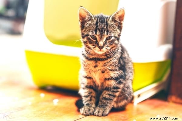 Why does my cat pee on my bed? And My Tips To Avoid It. 