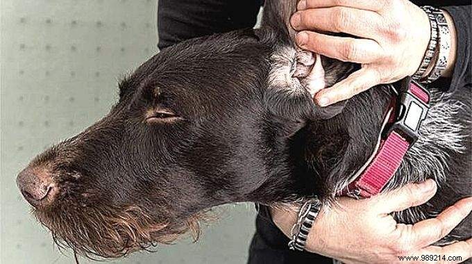 Cleaning Dog s Ears:The Natural Tip To Keep Them Clean. 