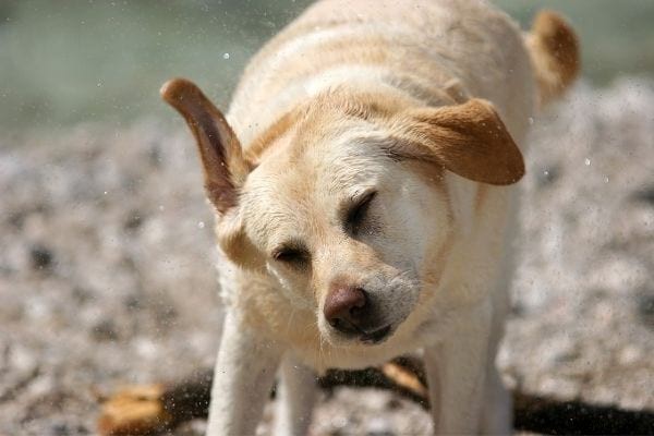 Cleaning Dog s Ears:The Natural Tip To Keep Them Clean. 