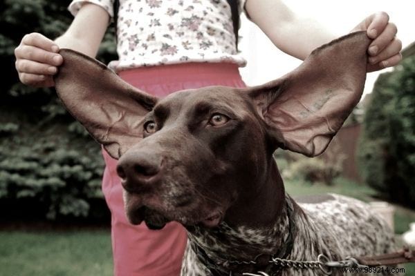 Cleaning Dog s Ears:The Natural Tip To Keep Them Clean. 