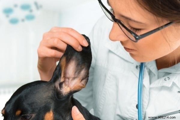 Cleaning Dog s Ears:The Natural Tip To Keep Them Clean. 