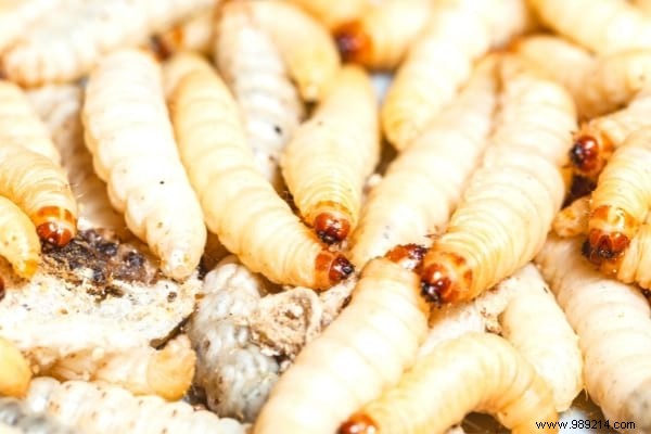 Maggots in the Bin:How to Avoid Them (And Get Rid of Them Fast). 