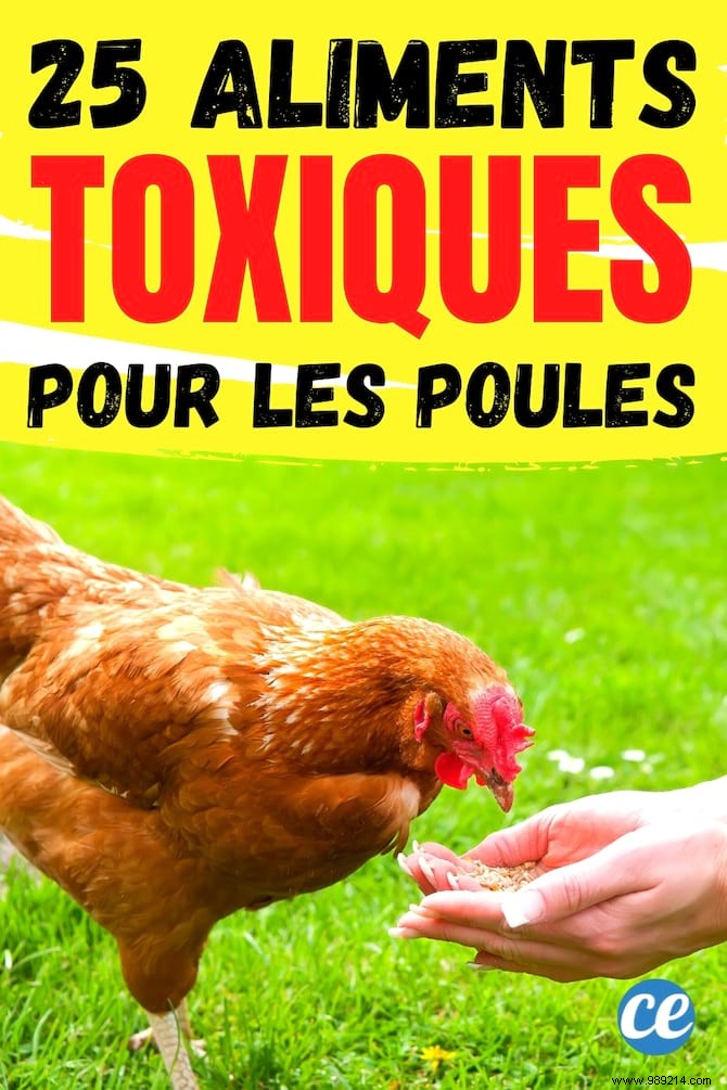 Chickens:25 Forbidden Foods You Should Never Give Them! 