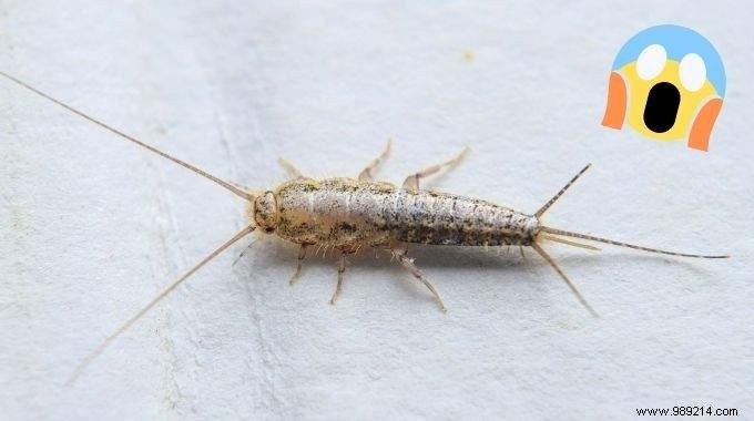 Silverfish:7 Tips To Get Rid Of It At Home. 