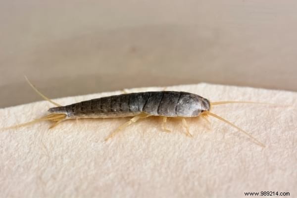 Silverfish:7 Tips To Get Rid Of It At Home. 