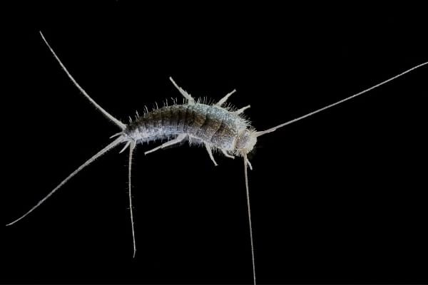 Silverfish:7 Tips To Get Rid Of It At Home. 