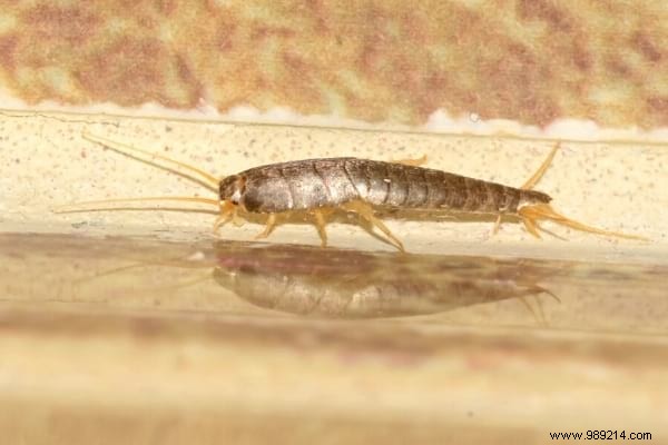 Silverfish:7 Tips To Get Rid Of It At Home. 