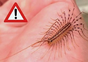 House Centipede:Is It Dangerous And What To Do If You See It At Home? 