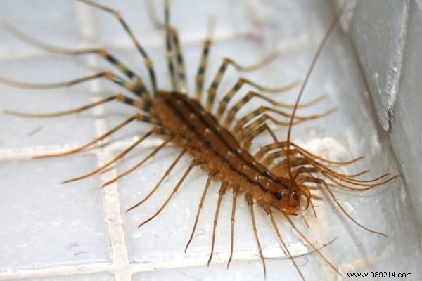 House Centipede:Is It Dangerous And What To Do If You See It At Home? 