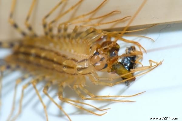 House Centipede:Is It Dangerous And What To Do If You See It At Home? 