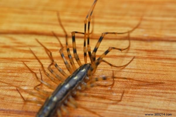 House Centipede:Is It Dangerous And What To Do If You See It At Home? 