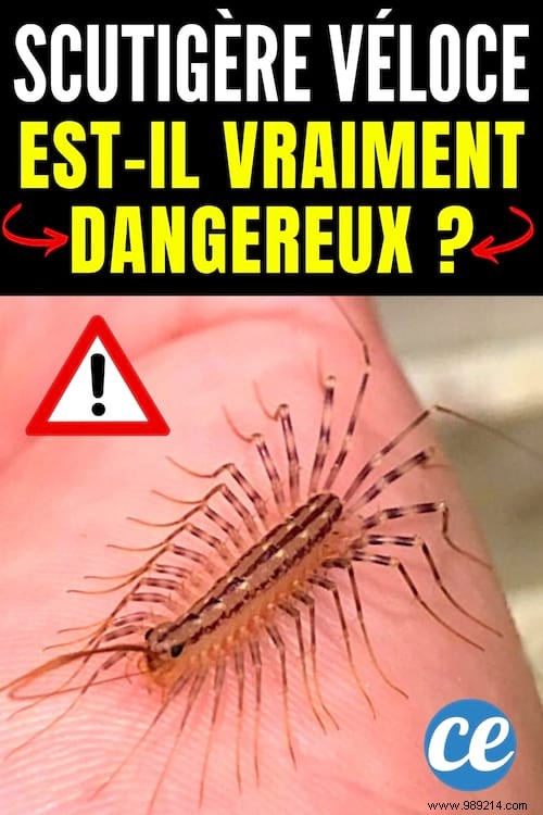 House Centipede:Is It Dangerous And What To Do If You See It At Home? 