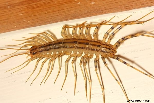 House Centipede:Is It Dangerous And What To Do If You See It At Home? 