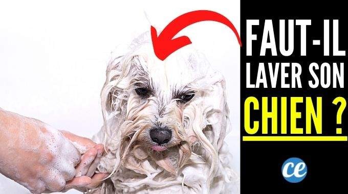 Should You Really Wash Your Dog? 