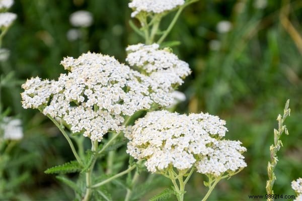 7 Mosquito Repellent Essential Oils to Urgently Put in Your Diffuser. 