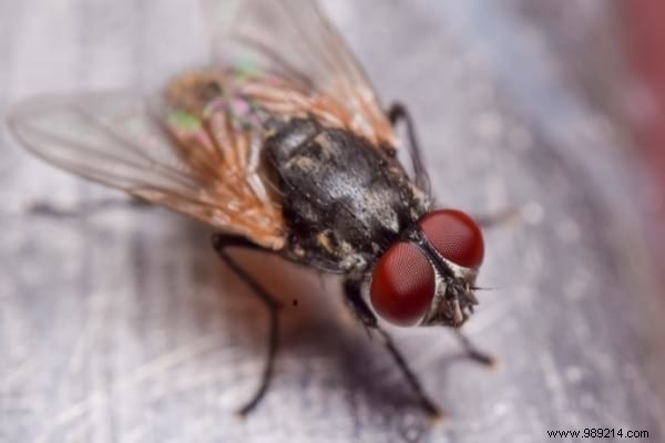 Where Do Flies Lay In Houses? (And How To Eliminate Eggs). 