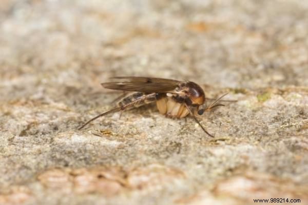 Where Do Flies Lay In Houses? (And How To Eliminate Eggs). 