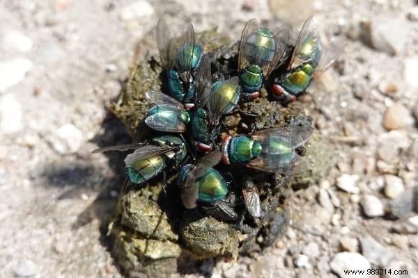 Where Do Flies Lay In Houses? (And How To Eliminate Eggs). 