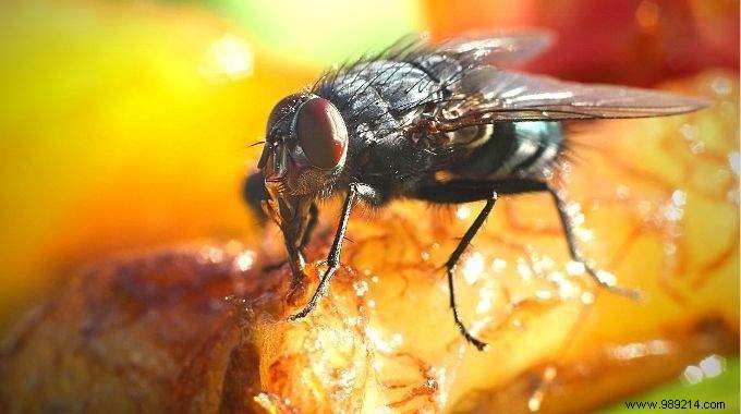 How to Get Rid of Flies When Eating Out? 