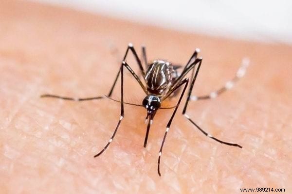 Mosquitoes:10 Natural Tricks That Work To Scare Them Away! 