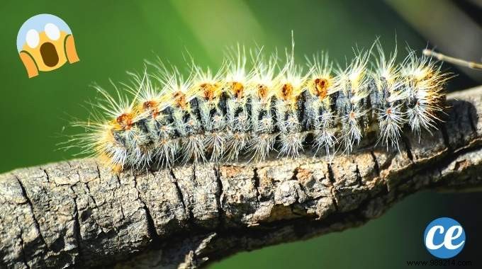 5 Effective Tips To Get Rid Of Processionary Caterpillars. 