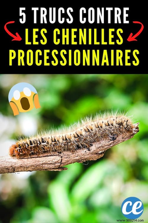 5 Effective Tips To Get Rid Of Processionary Caterpillars. 