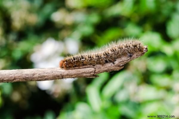 5 Effective Tips To Get Rid Of Processionary Caterpillars. 