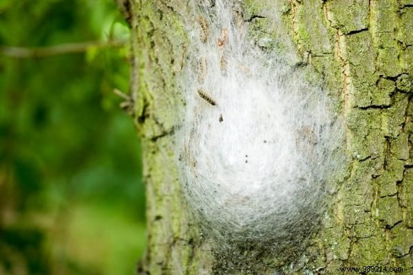 5 Effective Tips To Get Rid Of Processionary Caterpillars. 