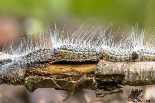 5 Effective Tips To Get Rid Of Processionary Caterpillars. 