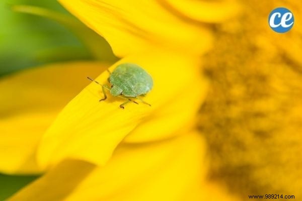 17 Effective Tricks To Get Rid Of Bed Bugs Easily. 