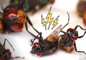 20 Remedies To Kill Flies WITHOUT Insecticides. 