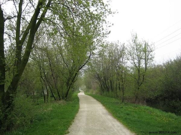 Dandelions Can t Be Eaten? False ! And It s Very Good For Health! 