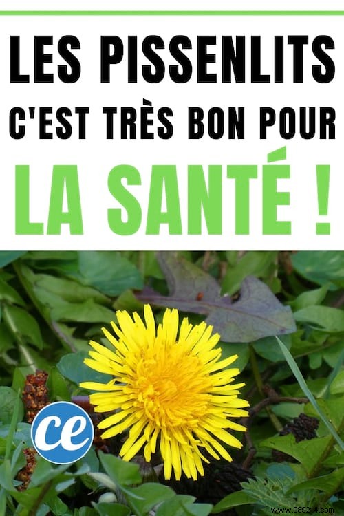 Dandelions Can t Be Eaten? False ! And It s Very Good For Health! 